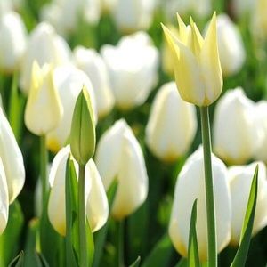 Meet your Posher, Jane